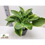 Hosta fort aureomarg 23cm