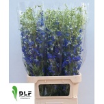 Delphinium Kukekannus Volkerfriede 100cm