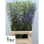 Delphinium Kukekannus Volkerfriede 100cm