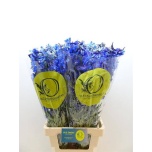 Delphinium Kukekannus Volkerfriede 80cm