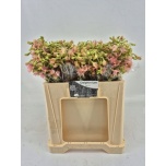 Delphinium Kukekannus Pink Sensation 50cm