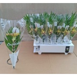 Paphiopedilum Veenusking leeanum 20cm