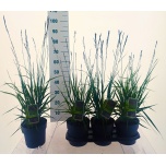 Molinia Sinihelmikas arundinacea 19cm