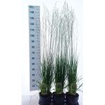 Molinia Sinihelmikas caer heidebraut 19cm