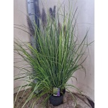 Pennisetum Hiidhirss alopecuroides 23cm
