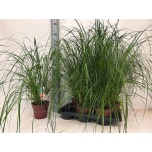 Pennisetum Hiidhirss Hameln 17cm