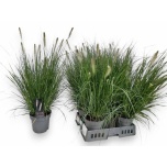 Pennisetum Hiidhirss Hameln 19cm