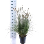 Pennisetum Hiidhirss alop little hameln 23cm