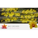 Cymbidium Tsümbiidium Golden Fleece 80cm
