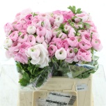 Ranunculus Tulikas elegance pink light 35cm