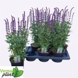Salvia Salvei nemorosa 17cm