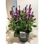 Salvia Salvei nemorosa 23cm