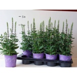 Salvia nemorosa ostfriesland 13cm