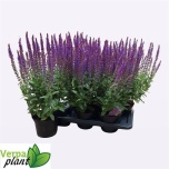 Salvia Salvei nemorosa ostfriesland 17cm