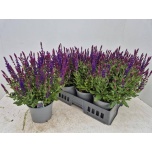 Salvia Salvei nemorosa ostfriesland 17cm