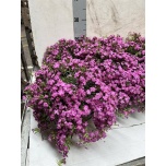 Saponaria bressingham Seebilill 13cm