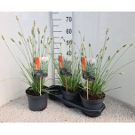 Sesleria nitida 19cm
