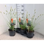 Sesleria nitida 19cm