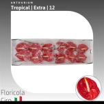 Anthurium Flamingolill Tropical