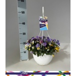 Viola Võõrasema cornuta other 25cm