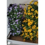 Viola Võõrasema cornuta other 50cm