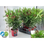 Nerium oleander 17cm