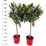 Nerium Oleander 21cm