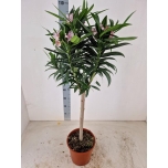 Nerium Oleander 22cm
