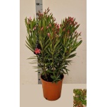 Nerium Oleander 32cm