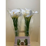 Zantedeschia Kalla aethiopica ov 60-65cm