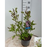 Syringa patula Sirel miss kim 26cm h50