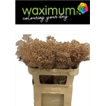 Gypsophila Kipslill paint 70cm