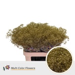 Gypsophila Kipslill paint 80cm