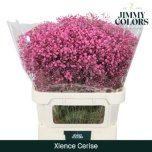 Gypsophila Kipslill paint 80cm