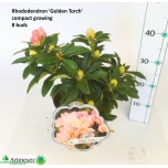 Rhododendron yaku golden torch 22cm