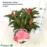 Rhododendron yaku kalinka 22cm