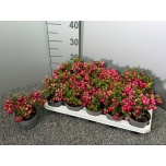 Gaultheria Talihali rode bes 10,5cm