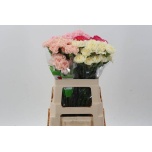 Dianthus Nelk ST ov mix 60cm