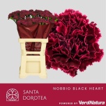 Dianthus Nelk ST ov 60-65cm