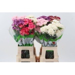 Dianthus Nelk ST ov mix 70cm