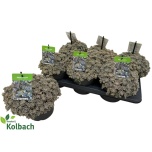Orostachys Mägitähk furusei 17cm