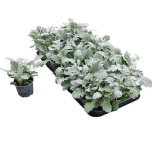 Senecio cine raria 9cm