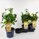 Camellia japonica brushfields yellow 19cm