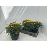 Coreopsis Neiusilm gran early sunrise 23cm