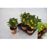 Citrofortunella x microcarpa 12cm