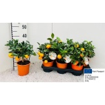Citrus fortunella Kalamondiinipuu 14cm