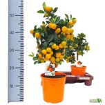 Citrus fortunella Kalamondiinipuu 17cm