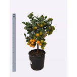 Citrus fortunella Kalamondiinipuu 19cm
