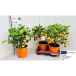 Citrus fortunella Kalamondiinipuu 19cm
