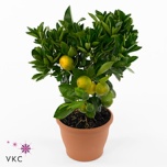 Citrus fortunella Kalamondiinipuu 21cm